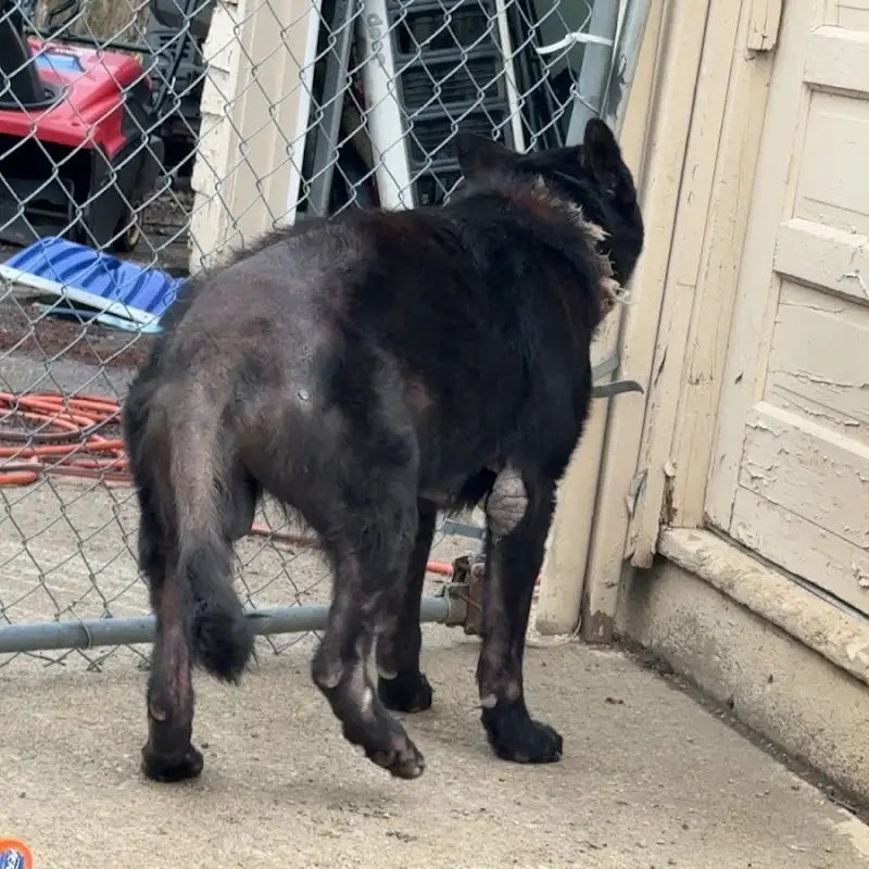 Black dog standing beside a chain-link fence and a doorway.