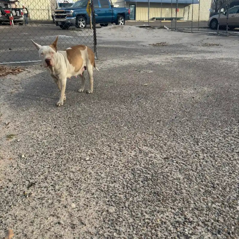 White and tan dog standing on gravel in a fenced outdoor area.